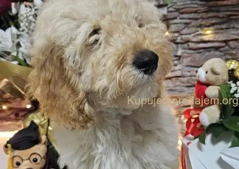 Dve vesele mini pudle apricot  - dečak I devojčica - 5/9