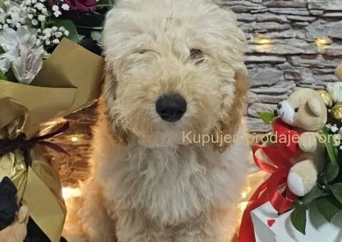 Dve vesele mini pudle apricot  - dečak I devojčica - 6/9