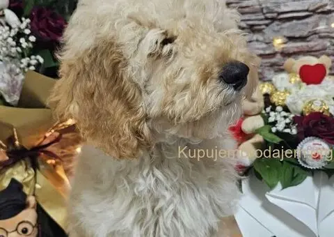 Dve vesele mini pudle apricot  - dečak I devojčica - 7/9