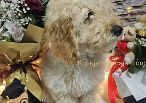 Dve vesele mini pudle apricot  - dečak I devojčica - 8/9