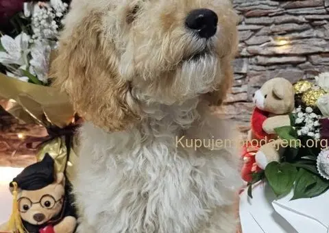 Dve vesele mini pudle apricot  - dečak I devojčica - 9/9