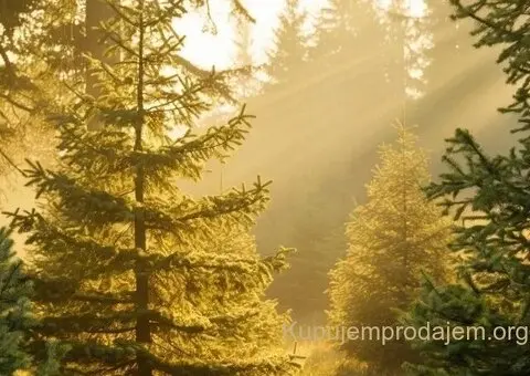 Tara-parcela na prodaju - 10/14