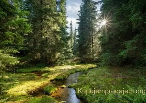 Tara-parcela na prodaju - 11/14