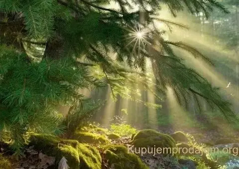 Tara-parcela na prodaju - 12/14