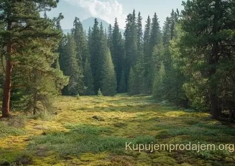 Tara-parcela na prodaju - 13/14