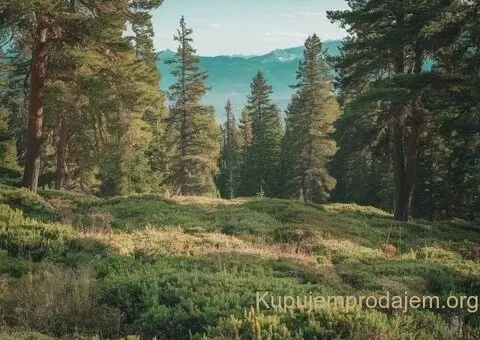 Tara-parcela na prodaju - 14/14