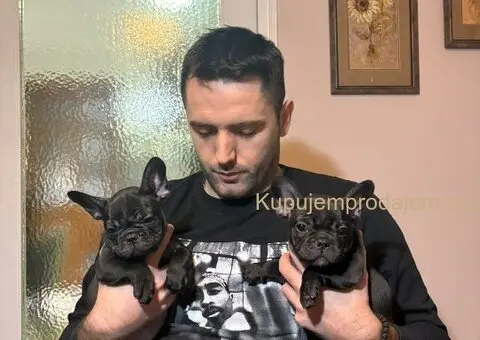 Dve ženke francuskog buldoga - 1/13