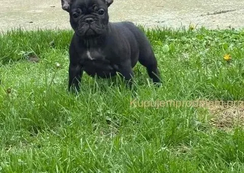 Dve ženke francuskog buldoga - 2/13