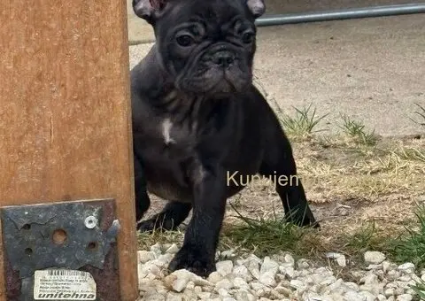 Dve ženke francuskog buldoga - 3/13