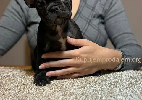 Dve ženke francuskog buldoga - 4/13