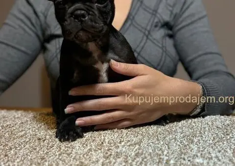 Dve ženke francuskog buldoga - 5/13