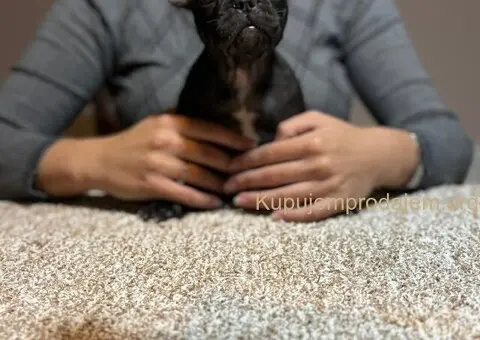 Dve ženke francuskog buldoga - 6/13