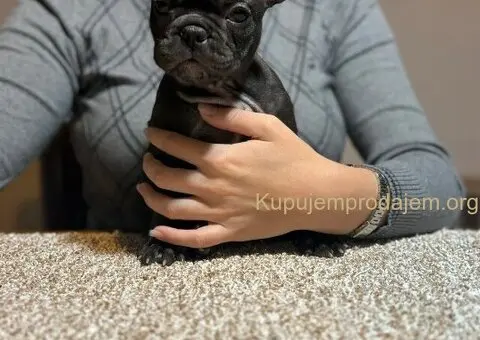 Dve ženke francuskog buldoga - 7/13