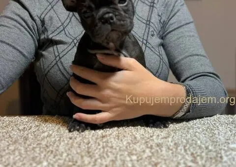 Dve ženke francuskog buldoga - 8/13