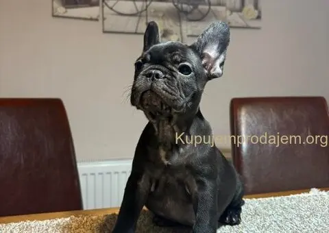 Dve ženke francuskog buldoga - 9/13