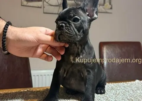 Dve ženke francuskog buldoga - 10/13