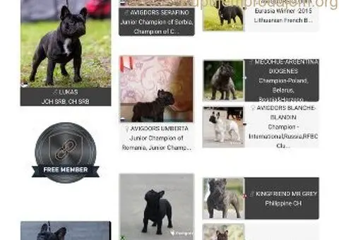 Dve ženke francuskog buldoga - 11/13