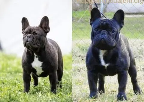 Dve ženke francuskog buldoga - 12/13