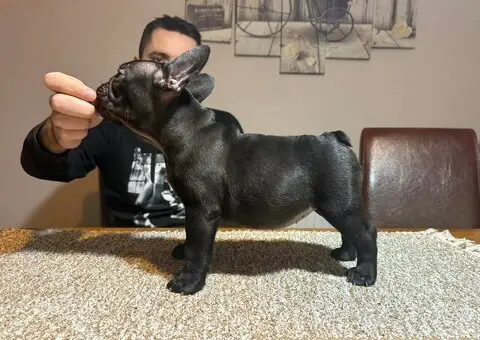 Dve ženke francuskog buldoga - 13/13