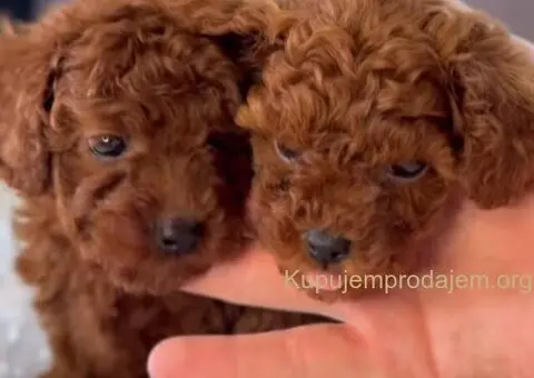 Najmanje pudle, od najlepsih roditelja u Evropi - 1/5