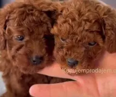 Najmanje pudle, od najlepsih roditelja u Evropi