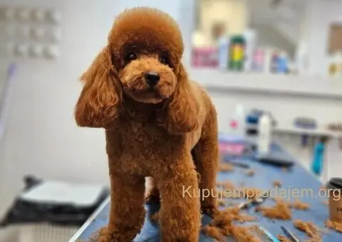 Najmanje pudle, od najlepsih roditelja u Evropi - 3/5