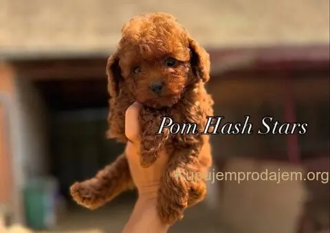 Najmanje pudle, od najlepsih roditelja u Evropi - 4/5