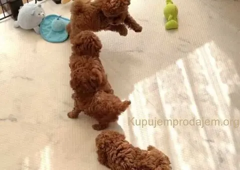 Najmanje pudle, od najlepsih roditelja u Evropi - 5/5