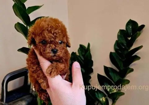 Neodoljive pudle toy i teacup - 1/5