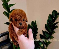 Neodoljive pudle toy i teacup