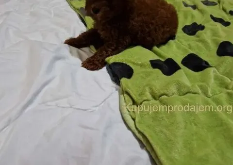 Neodoljive pudle toy i teacup - 3/5