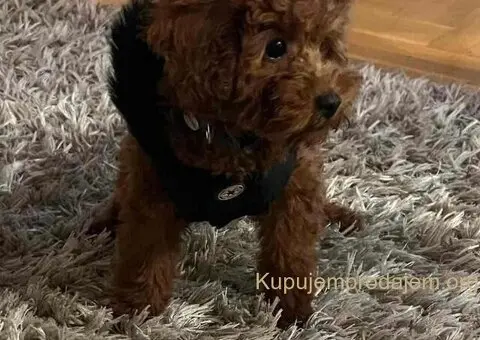 Neodoljive pudle toy i teacup - 4/5