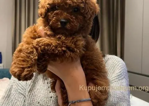 Neodoljive pudle toy i teacup - 5/5