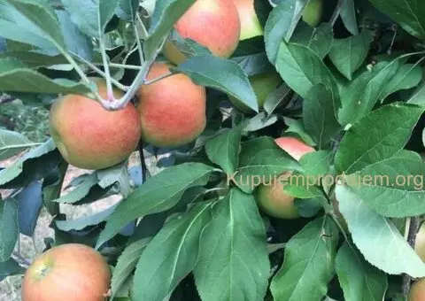 Prodajem 11 ha vocnjaka na Fruskoj gori - 1/6