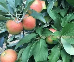 Prodajem 11 ha vocnjaka na Fruskoj gori