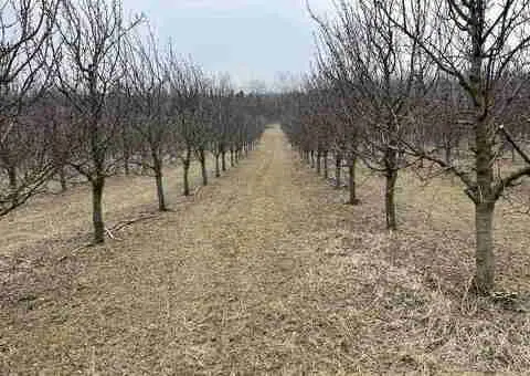 Prodajem 11 ha vocnjaka na Fruskoj gori - 2/6