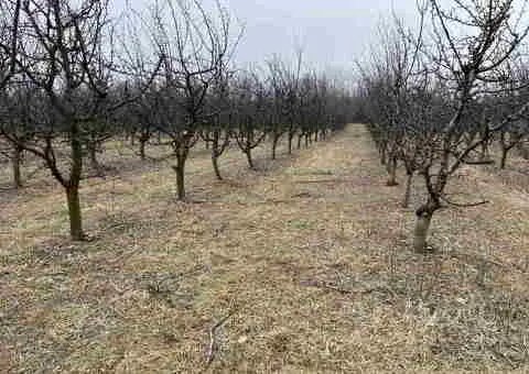 Prodajem 11 ha vocnjaka na Fruskoj gori - 3/6