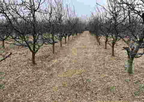 Prodajem 11 ha vocnjaka na Fruskoj gori - 4/6