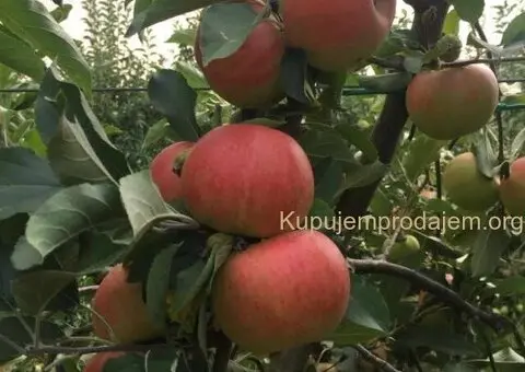 Prodajem 11 ha vocnjaka na Fruskoj gori - 5/6