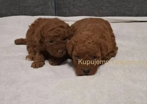 Prodajem patuljaste pudle - 1/6