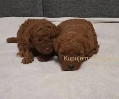 Prodajem patuljaste pudle