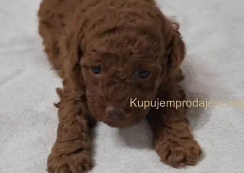 Prodajem patuljaste pudle - 2/6