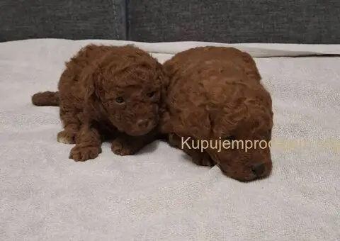 Prodajem patuljaste pudle - 3/6