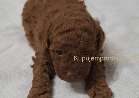 Prodajem patuljaste pudle - 4/6