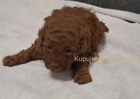 Prodajem patuljaste pudle - 5/6