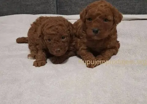 Prodajem patuljaste pudle - 6/6