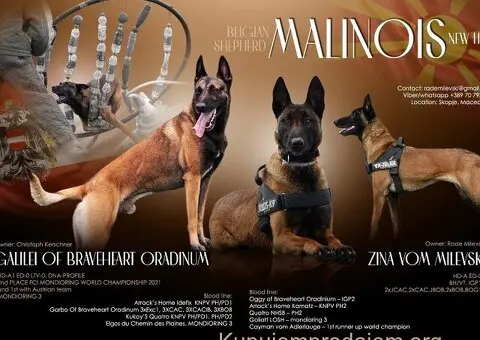 Belgijski ovcar Malinoa/Malinois