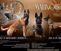 Belgijski ovcar Malinoa/Malinois
