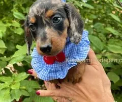 Mini Jazavičar prelepi štenci