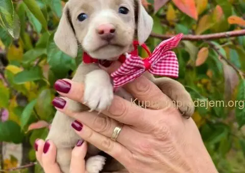 Mini Jazavičar prelepi štenci - 2/10